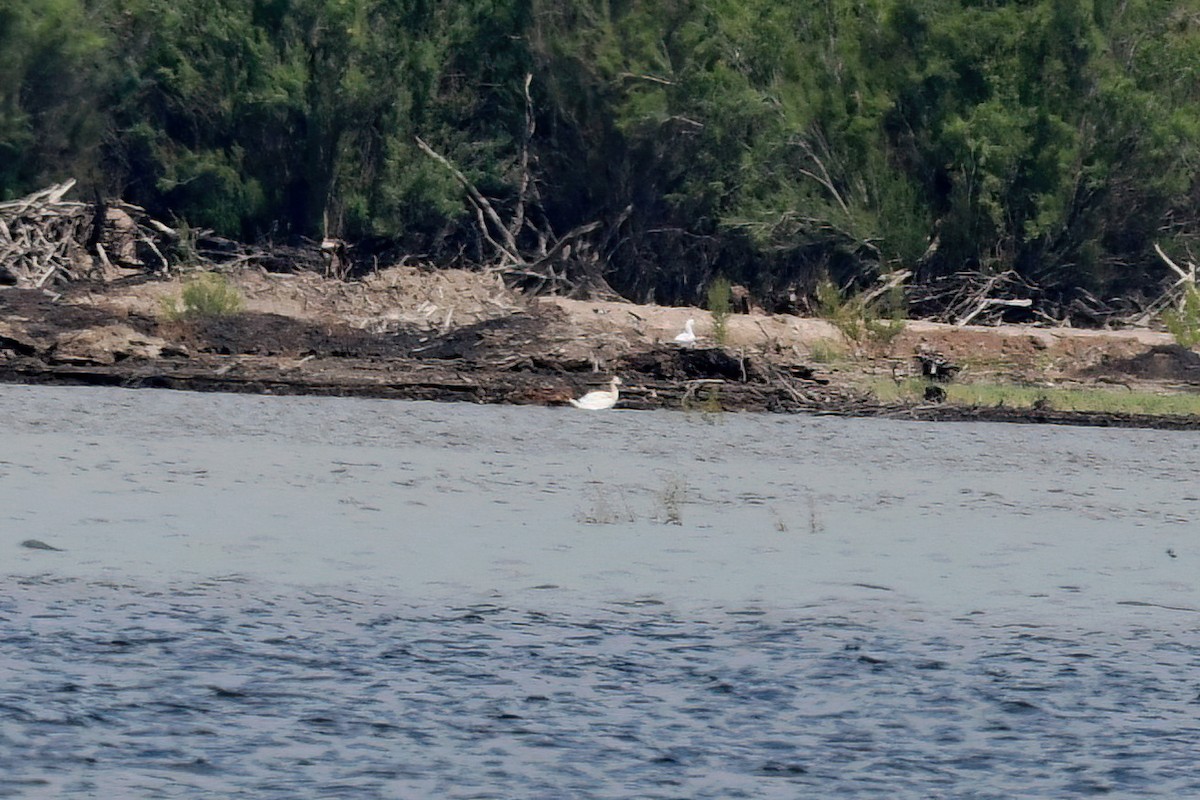 Snow Goose - ML638881429