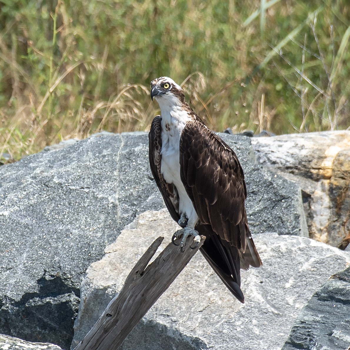 Osprey (American) - ML638881430
