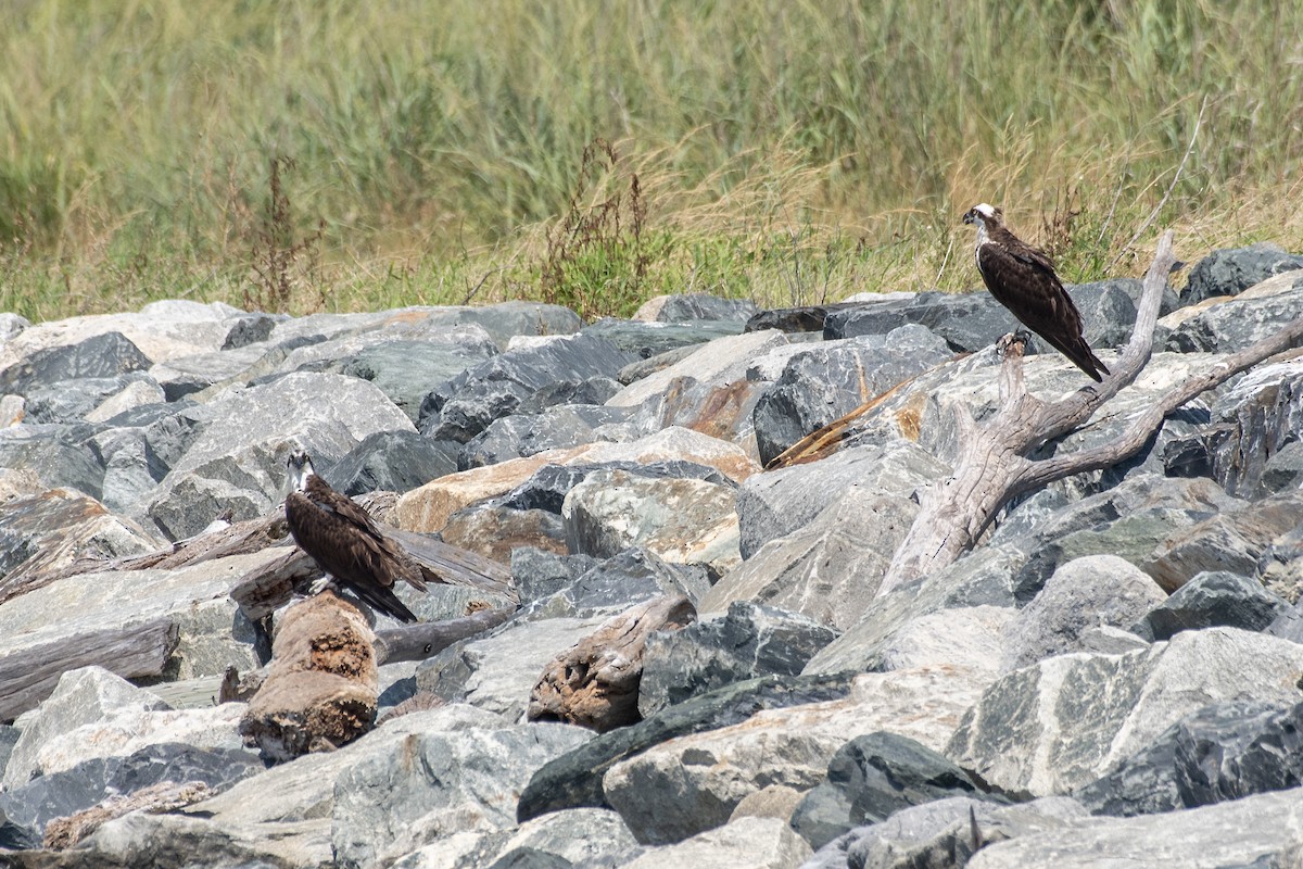Osprey (American) - ML638881431