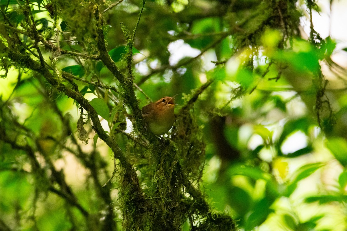 Ochraceous Wren - ML638881436