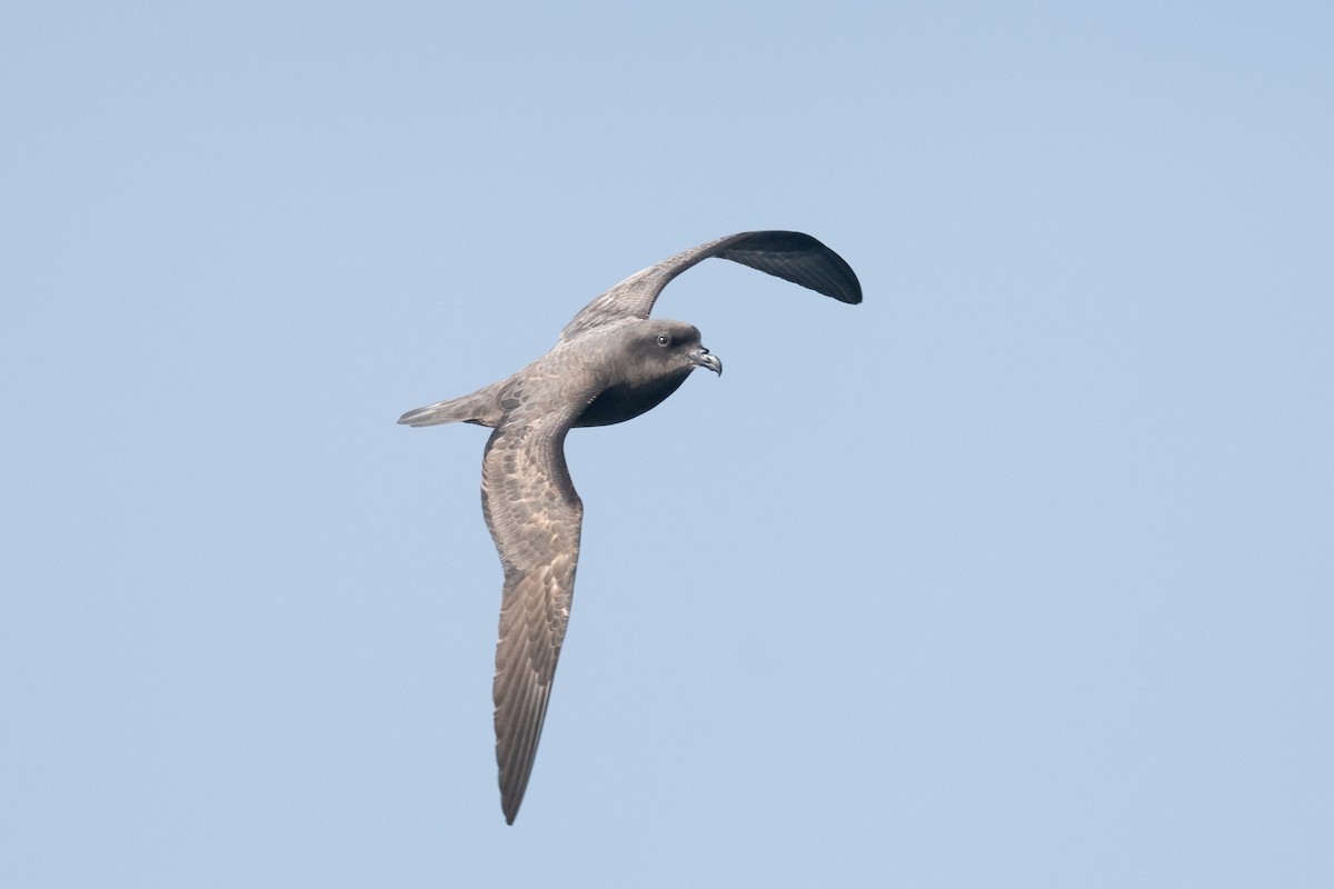 Great-winged Petrel - ML638881441