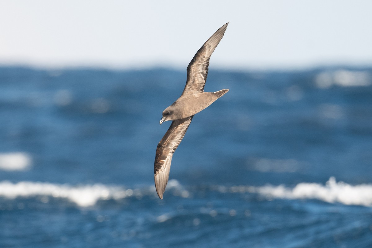 Great-winged Petrel - ML638881442