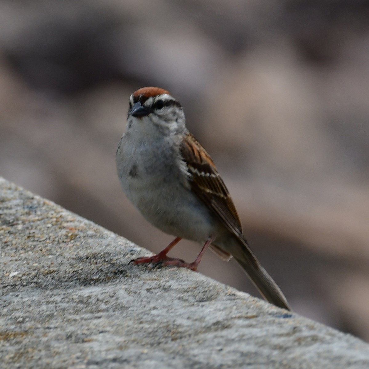 Chipping Sparrow - ML638881448