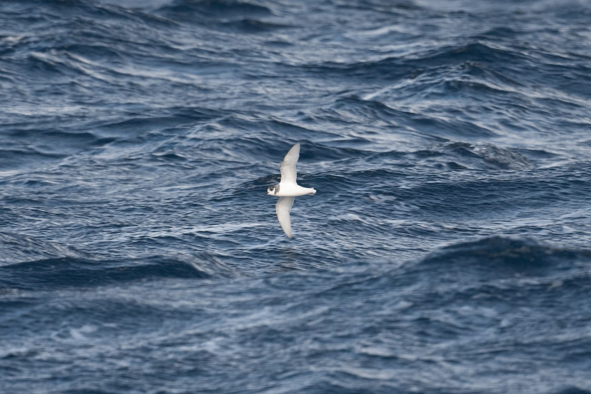 Blue Petrel - ML638881452