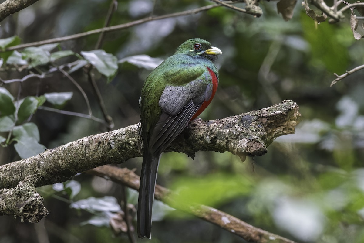 trogon africký - ML638881480