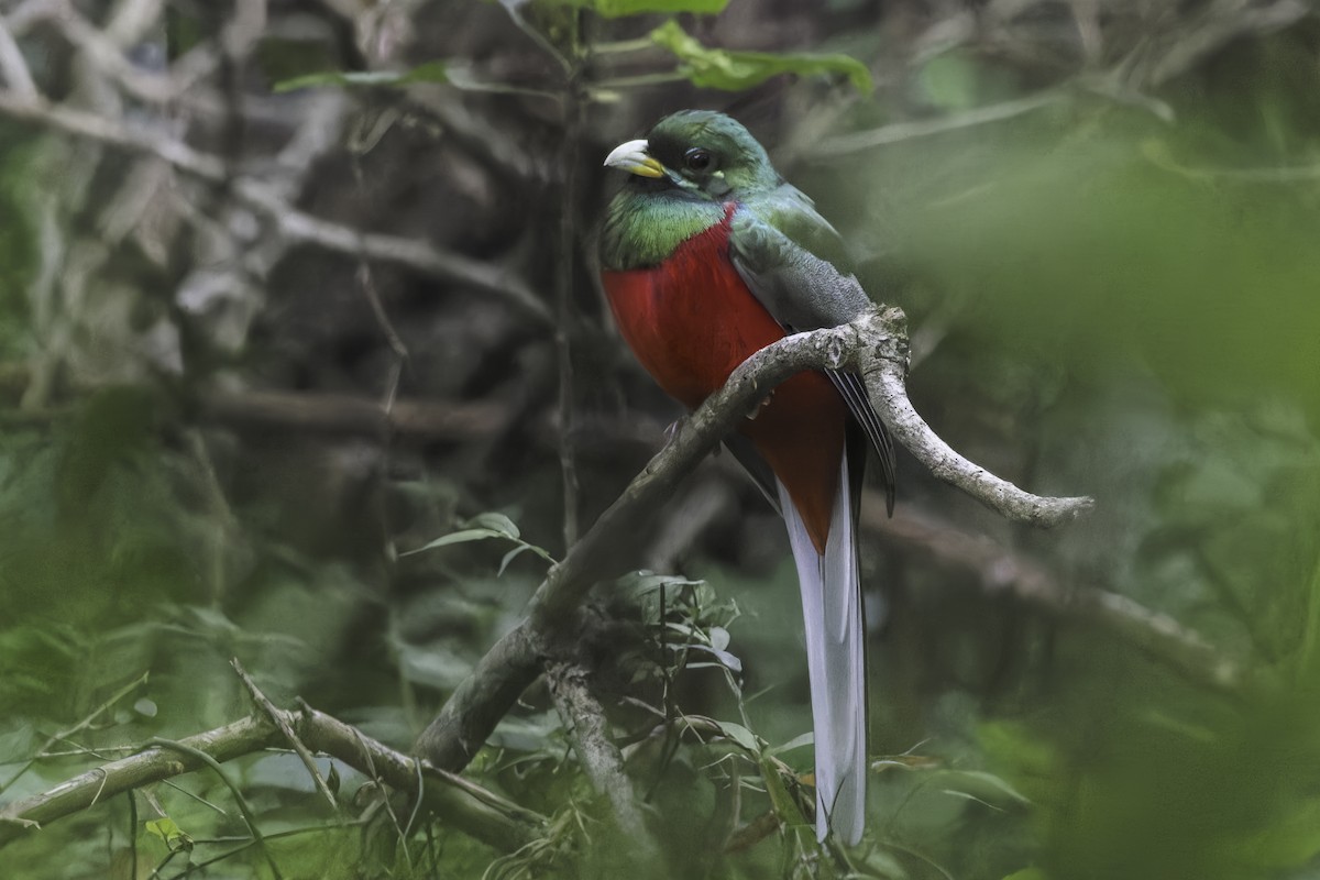 trogon africký - ML638881481