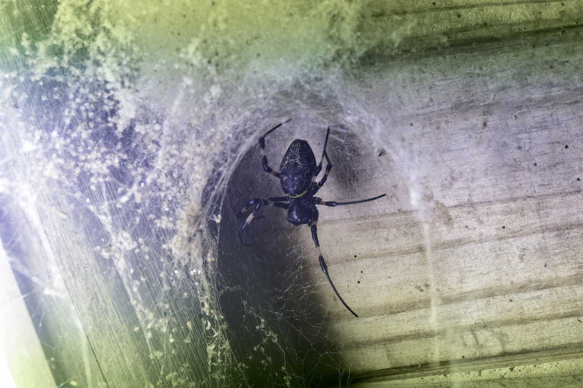 Spiders - ML638881493