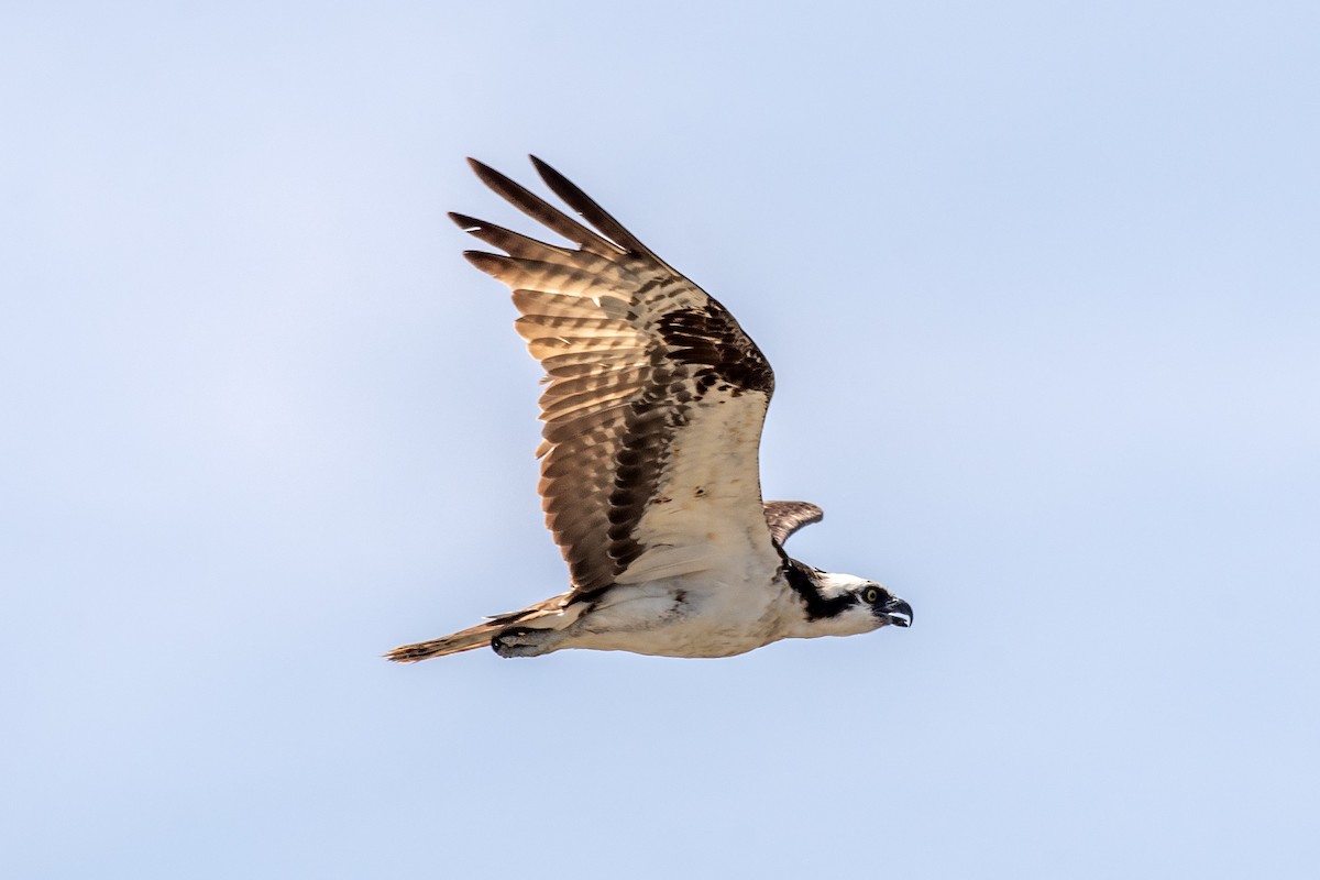 Osprey (American) - ML638881533
