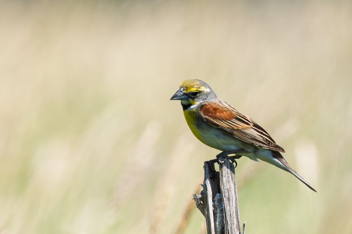 Dickcissel - ML638881581