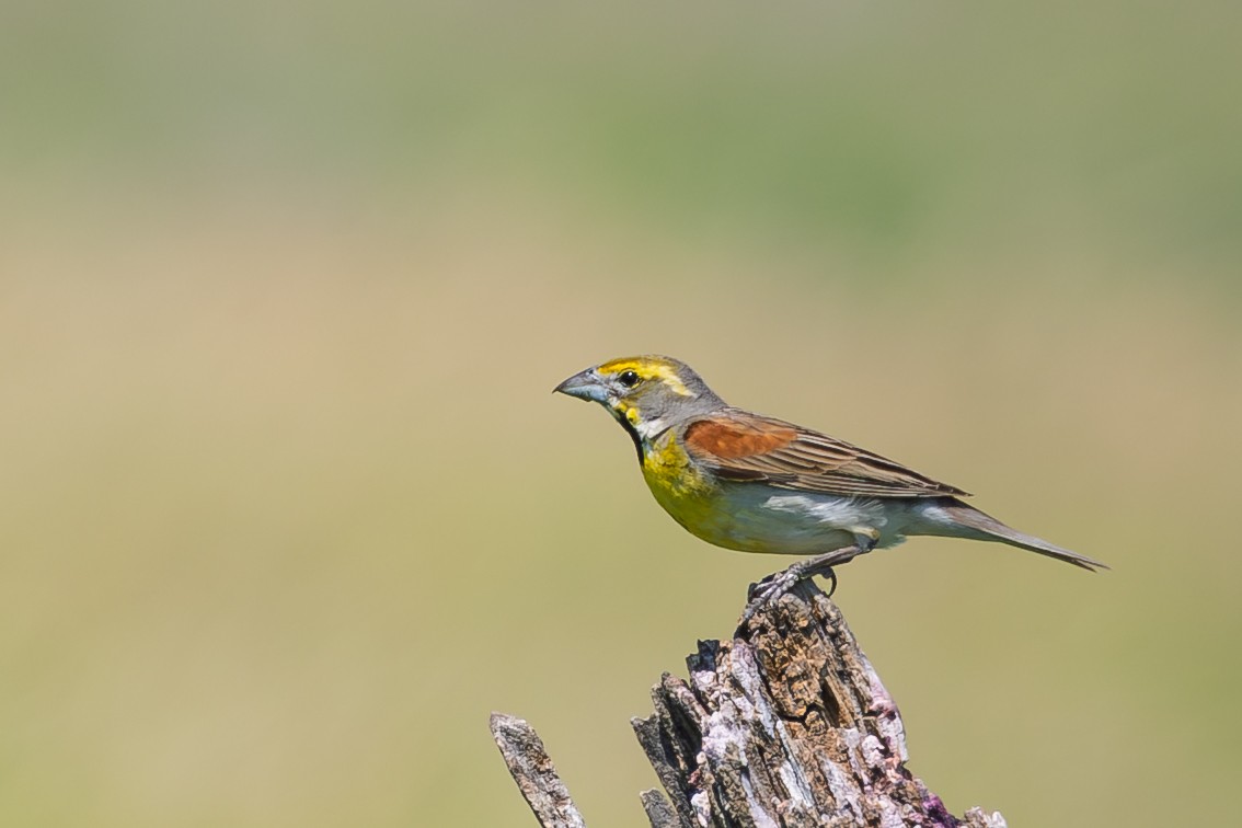 Dickcissel - ML638881582
