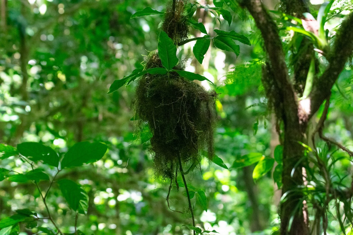 Red-faced Spinetail - ML638881609