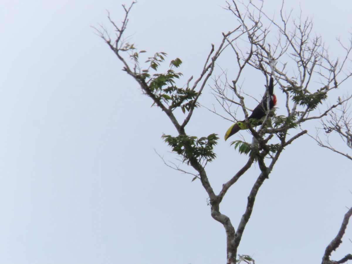 Yellow-throated Toucan - ML638881625