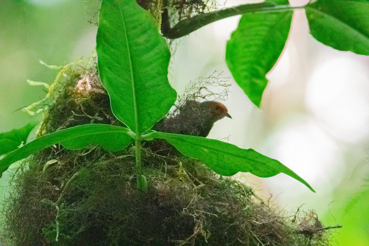 Red-faced Spinetail - ML638881632