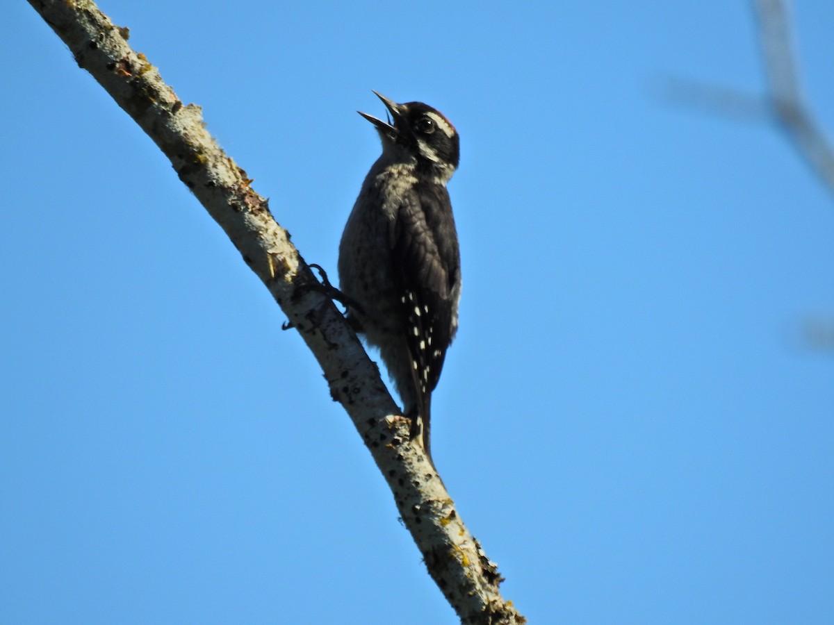 Downy Woodpecker - ML638881650