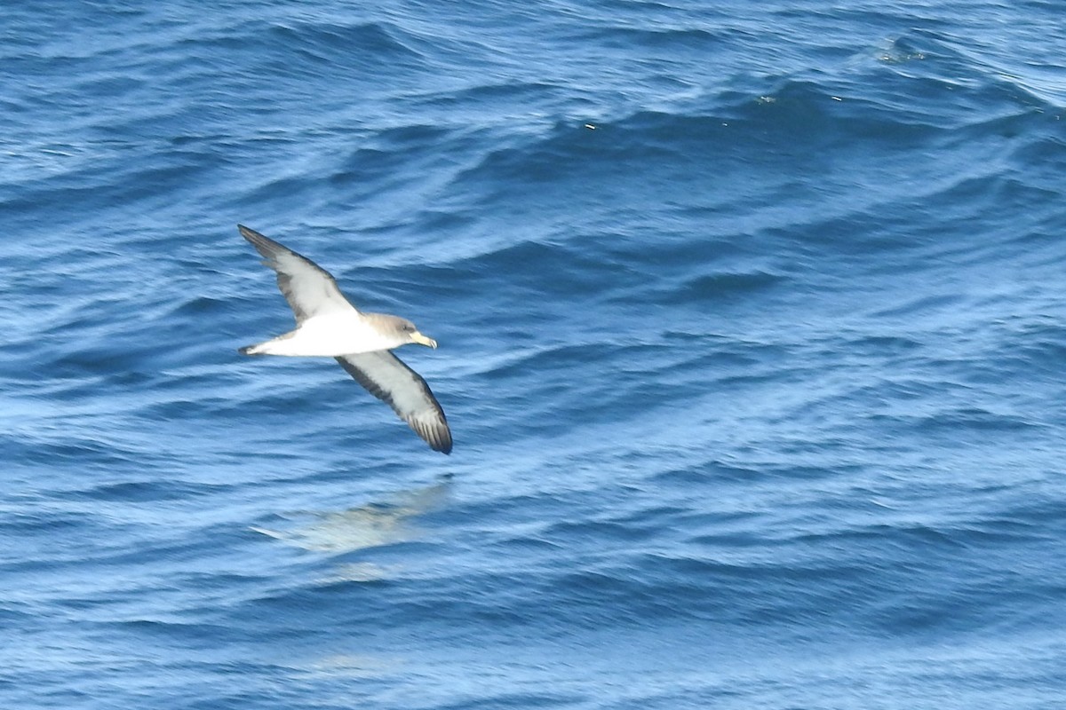 buřňák atlantský - ML638881654