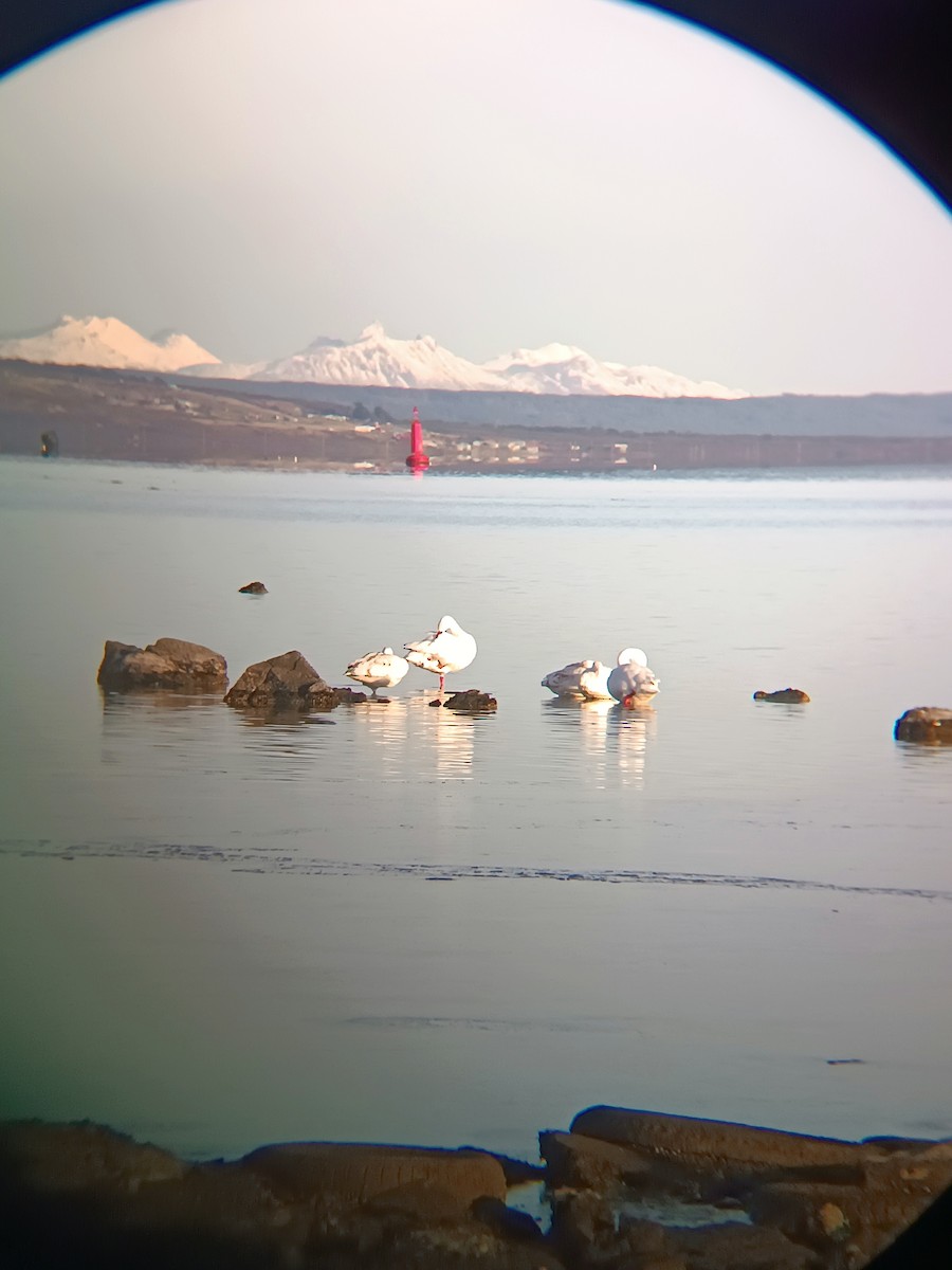 Coscoroba Swan - ML638881682