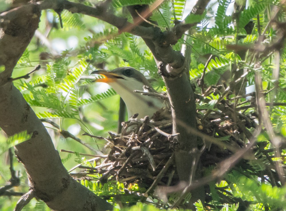 Yellow-billed Cuckoo - ML638881725