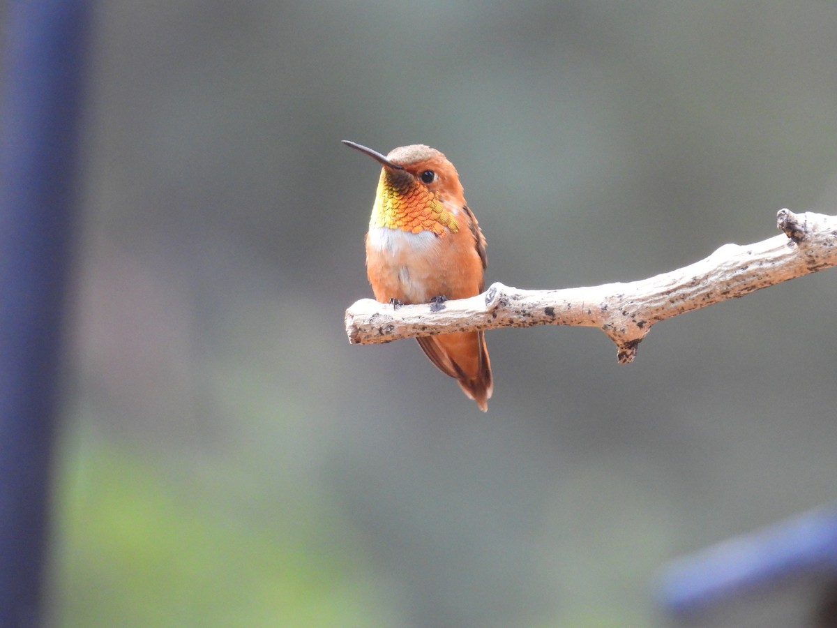 Rufous Hummingbird - ML638881791