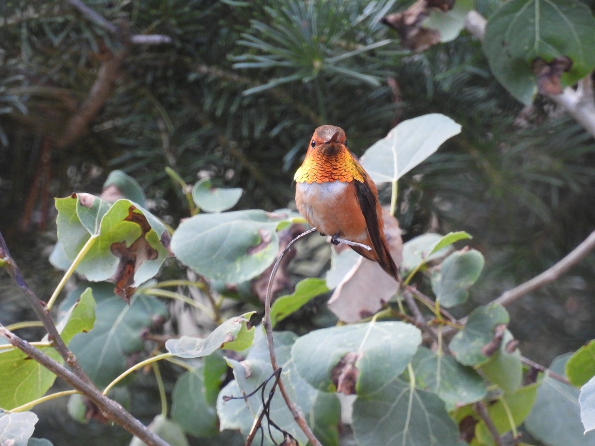Rufous Hummingbird - ML638881792