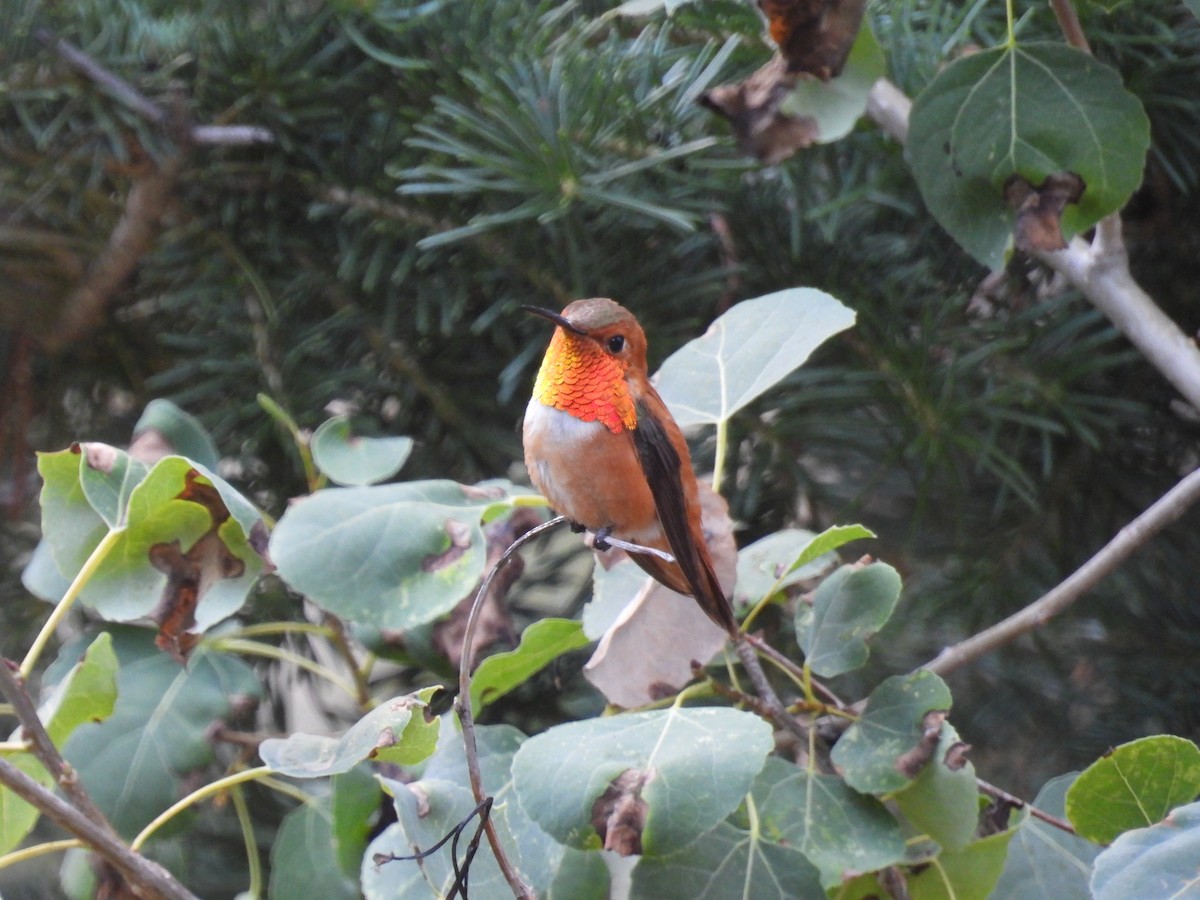 Rufous Hummingbird - ML638881793