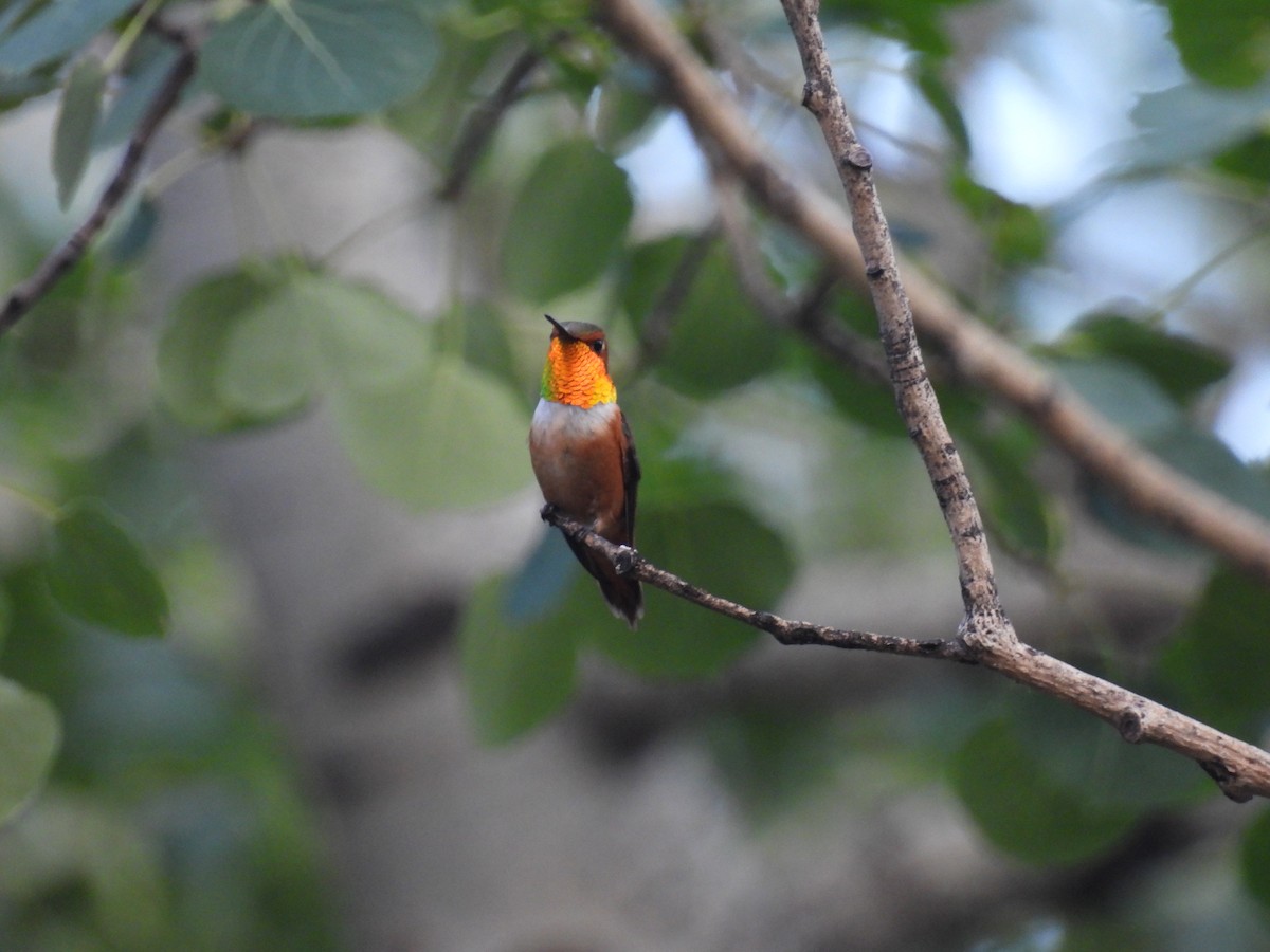 Rufous Hummingbird - ML638881798