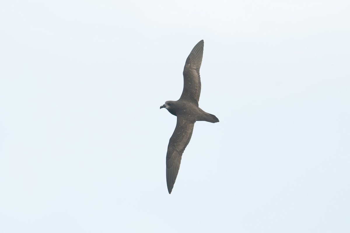 Gray-faced Petrel - ML638881799
