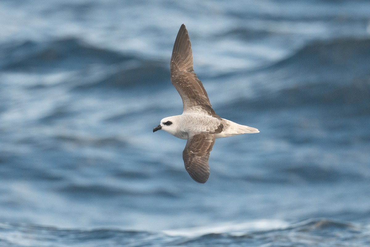 White-headed Petrel - ML638881804