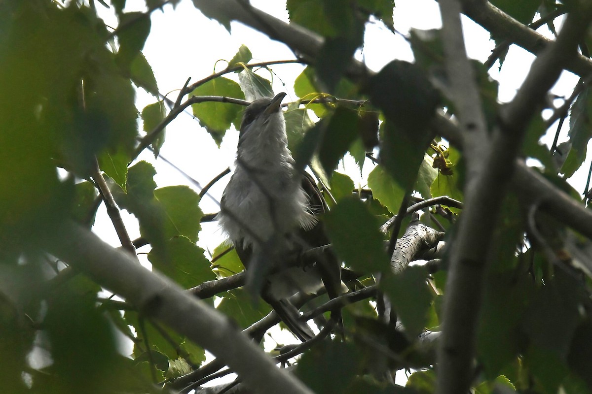 Yellow-billed Cuckoo - ML638881812