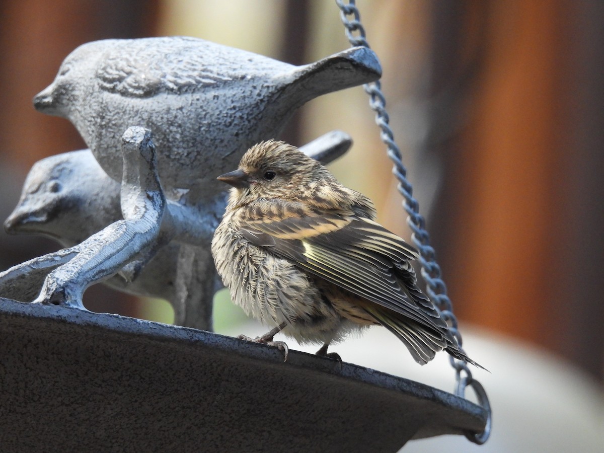 Pine Siskin - ML638881819