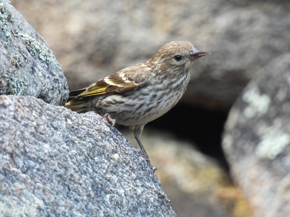 Pine Siskin - ML638881820
