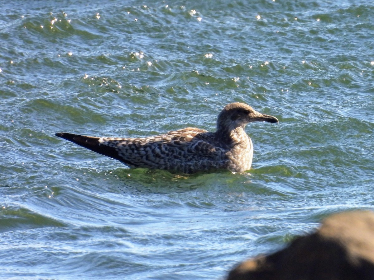 California Gull - ML638881843