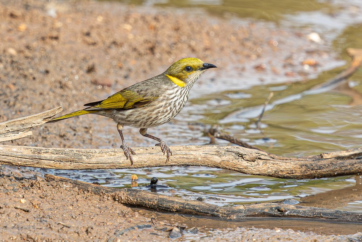 Yellow-plumed Honeyeater - ML638881870