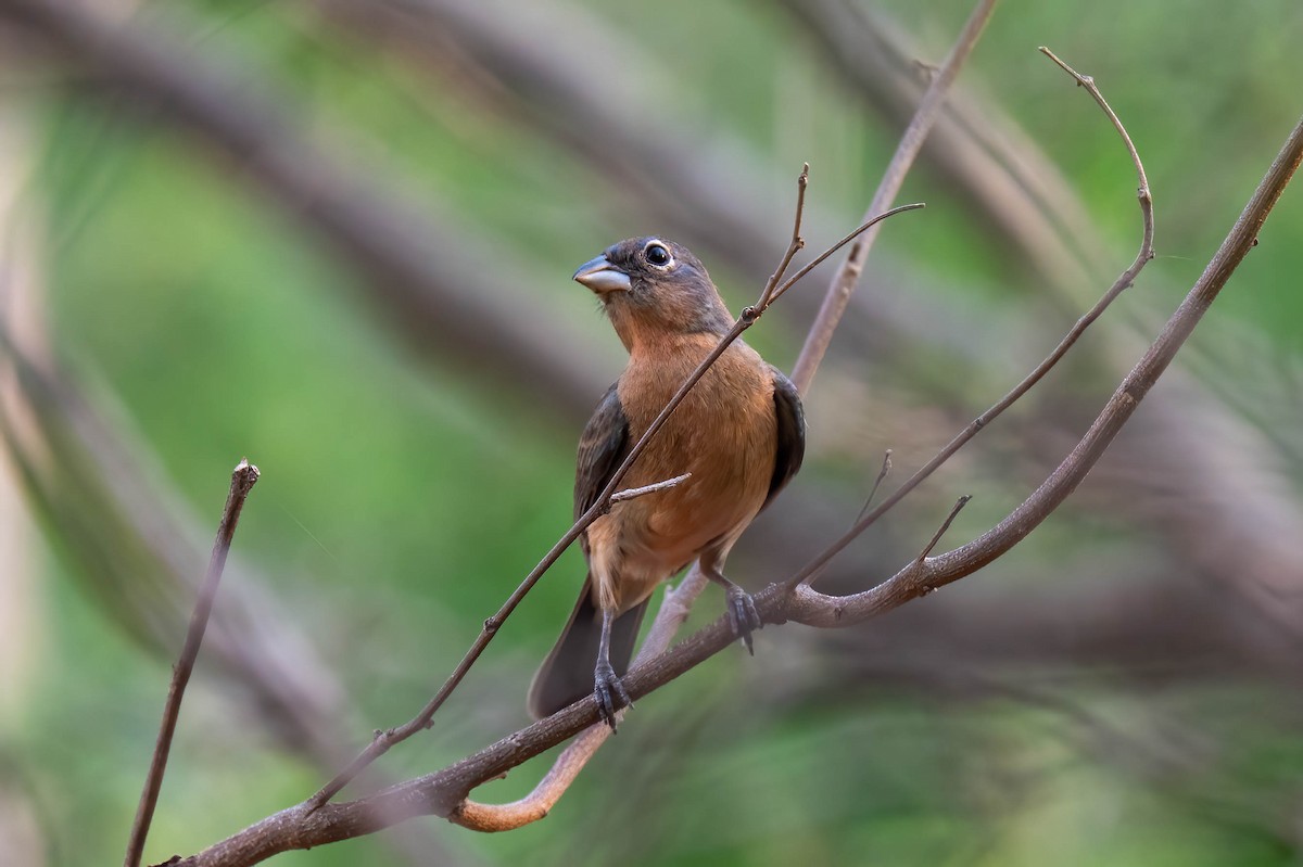 Rose-bellied Bunting - ML638881875
