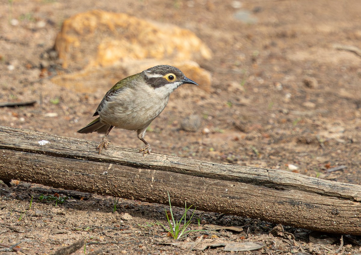 Brown-headed Honeyeater - ML638881876