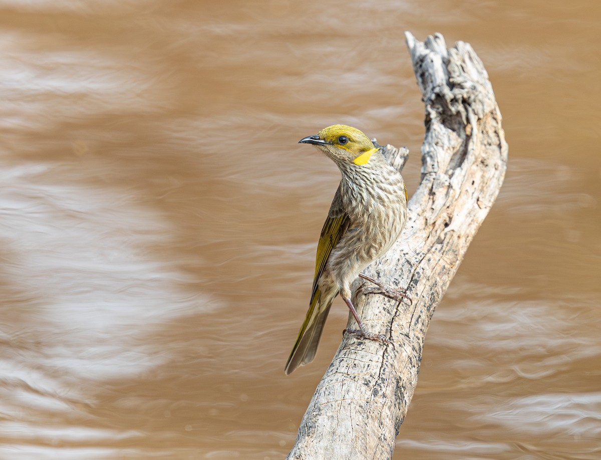 Yellow-plumed Honeyeater - ML638881904