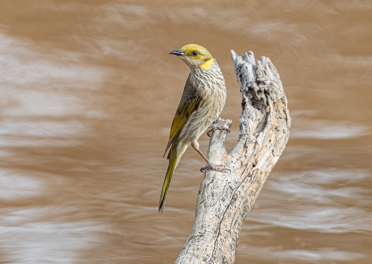 Yellow-plumed Honeyeater - ML638881905