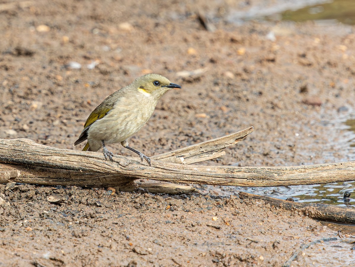 Fuscous Honeyeater - ML638881925