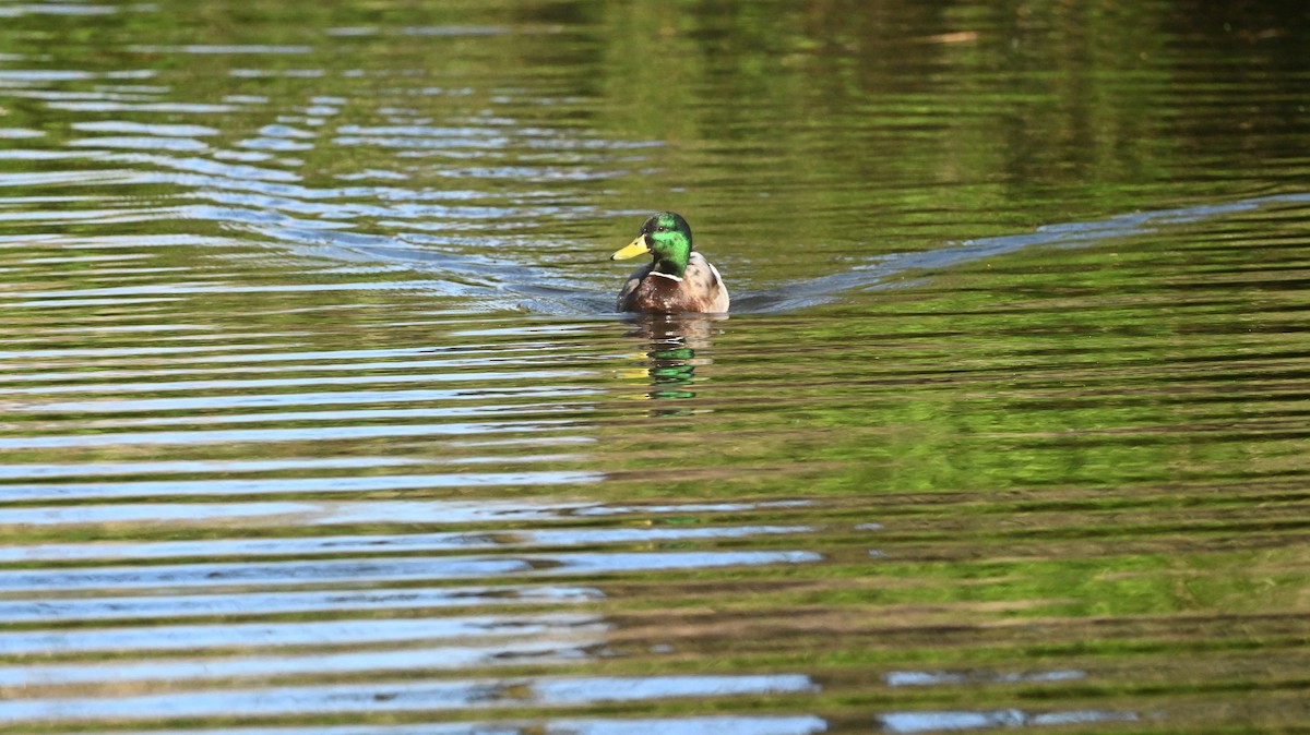 Зэрлэг нугас - ML638881936