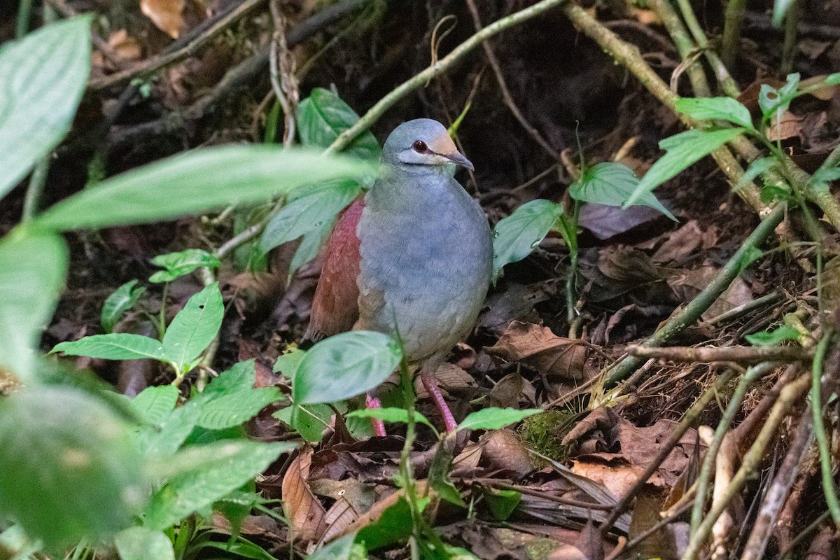 Buff-fronted Quail-Dove - ML638881942