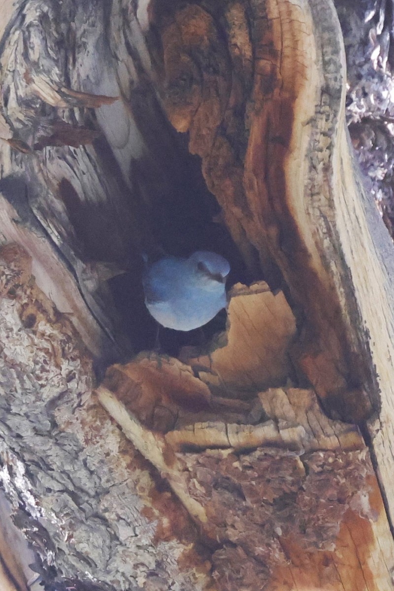 Mountain Bluebird - ML638881955