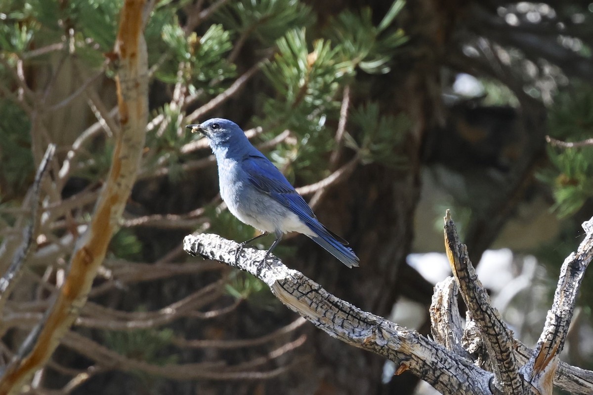 Mountain Bluebird - ML638881956
