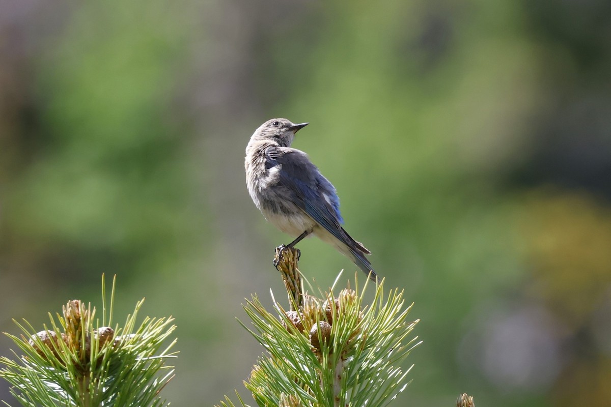 Mountain Bluebird - ML638881957