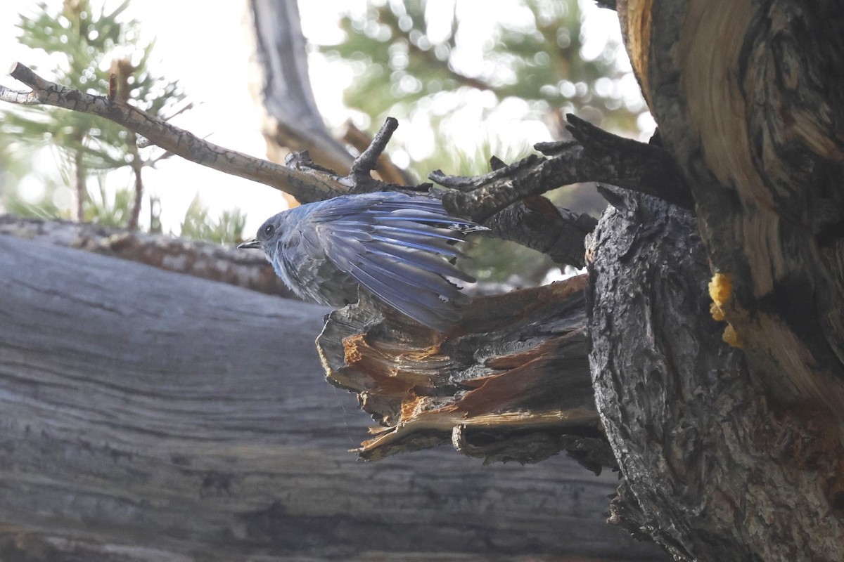 Mountain Bluebird - ML638881958