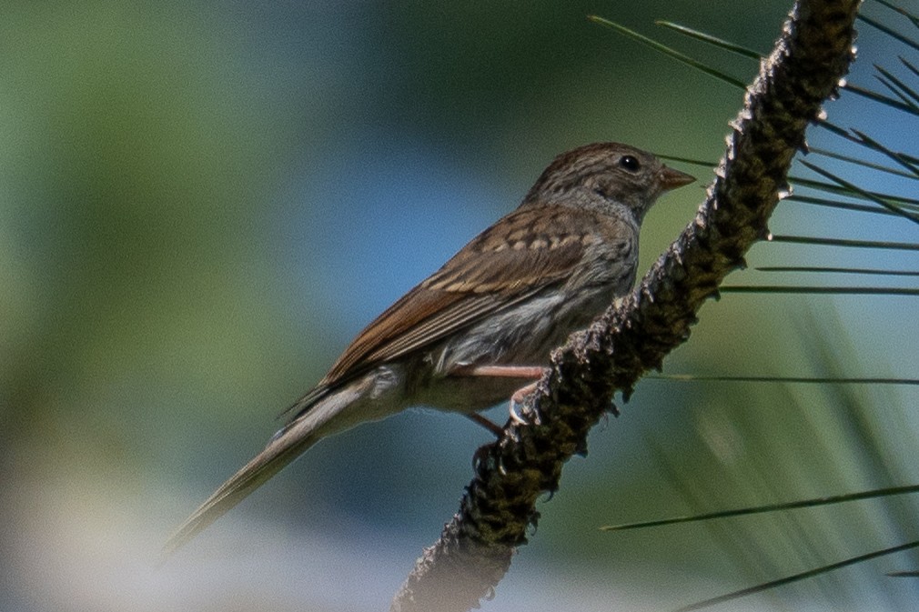 Chipping Sparrow - ML638881960