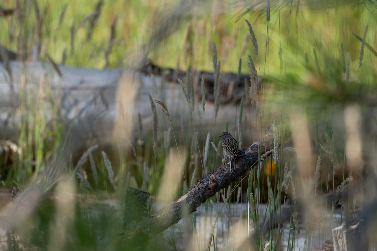 Chipping Sparrow - ML638881961