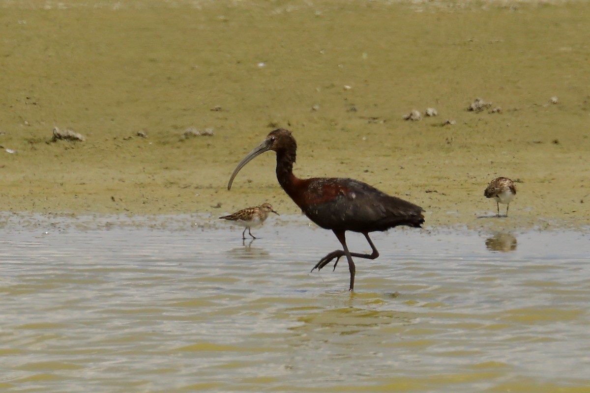 White-faced Ibis - ML638881962