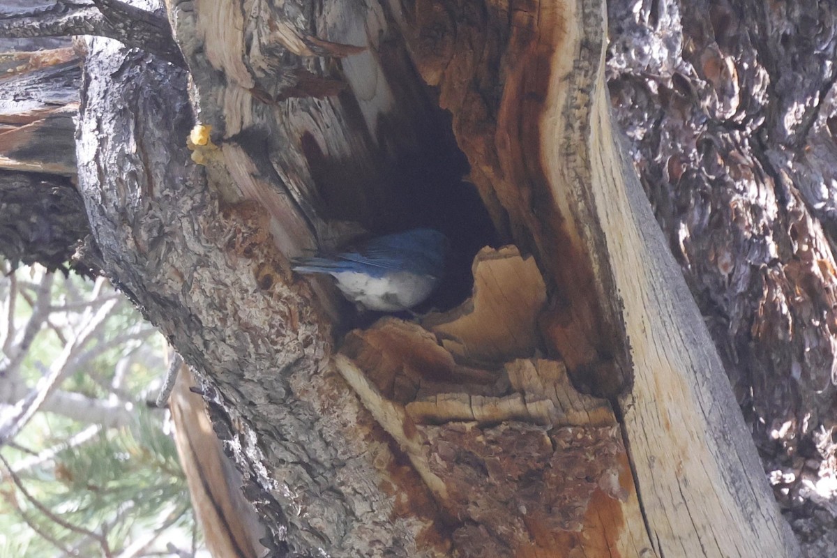 Mountain Bluebird - ML638881980