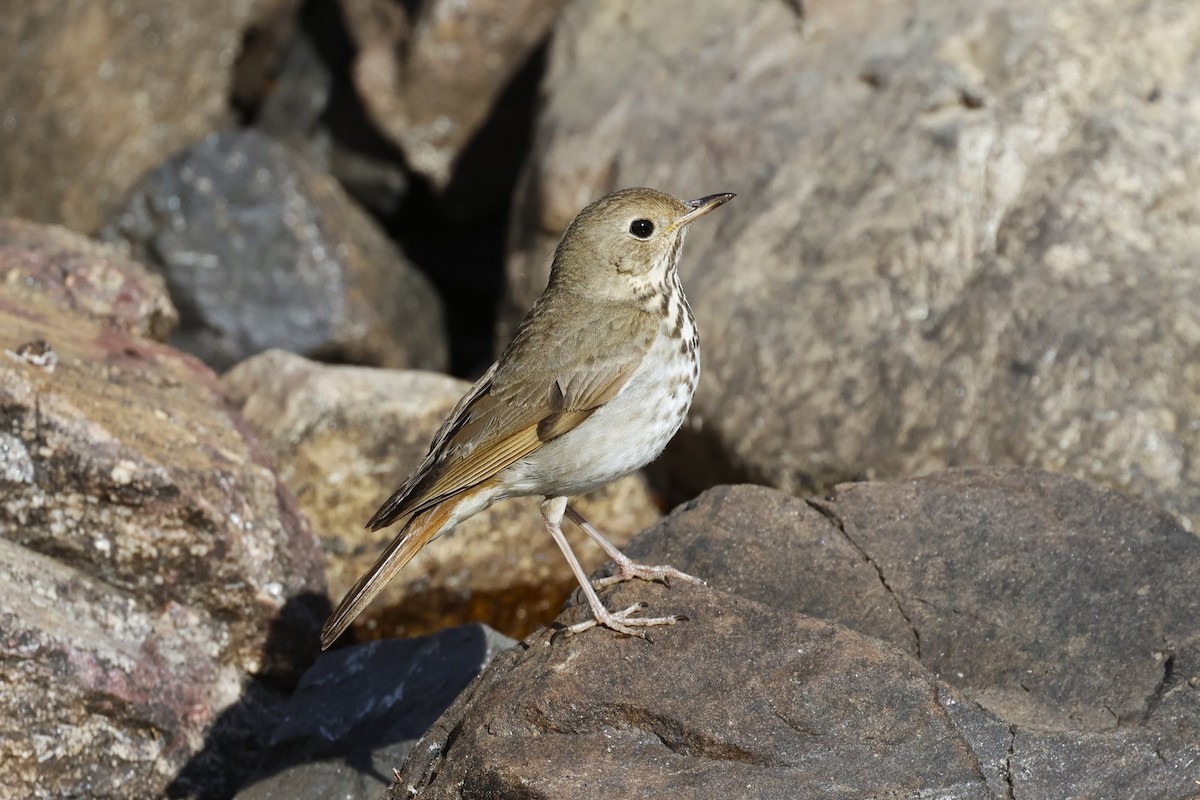 Hermit Thrush - ML638881988