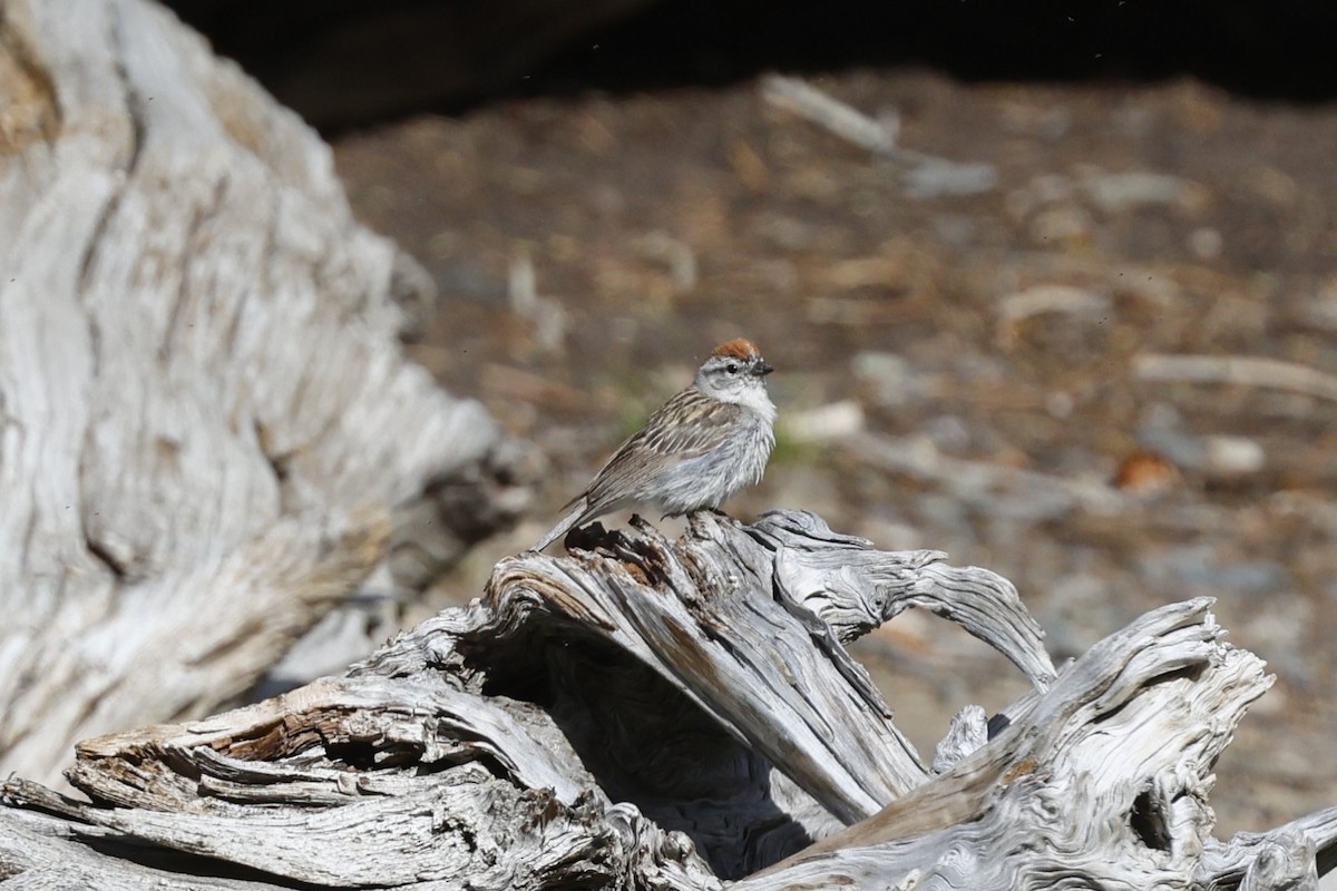 Chipping Sparrow - ML638881996