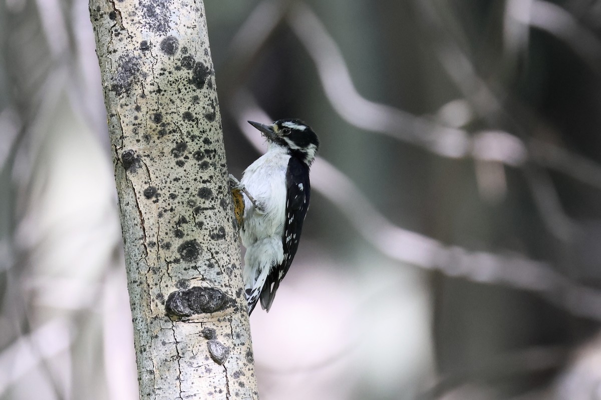 Downy Woodpecker - ML638882023